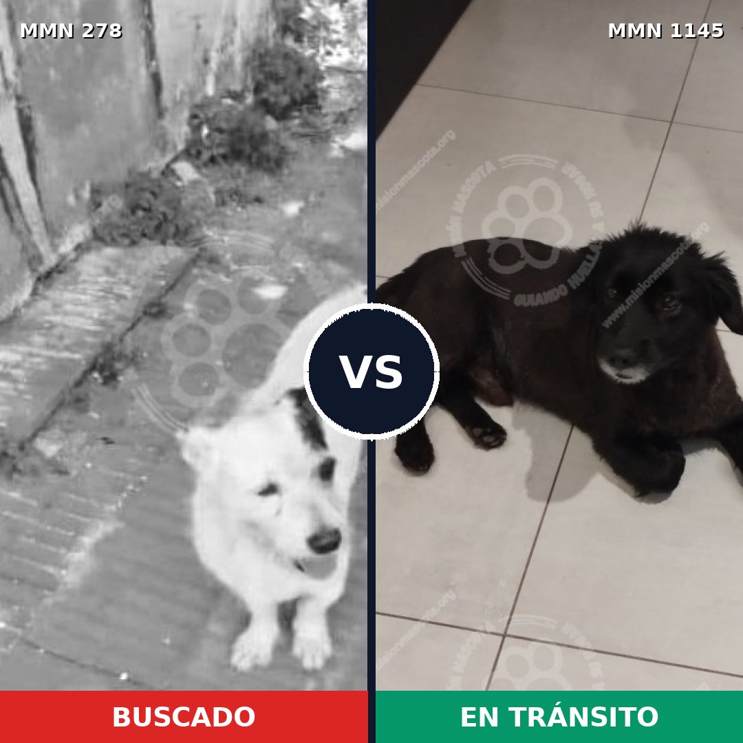 Comparativa MMS 16735: mascota perdida y mascota encontrada, 60% de similitud