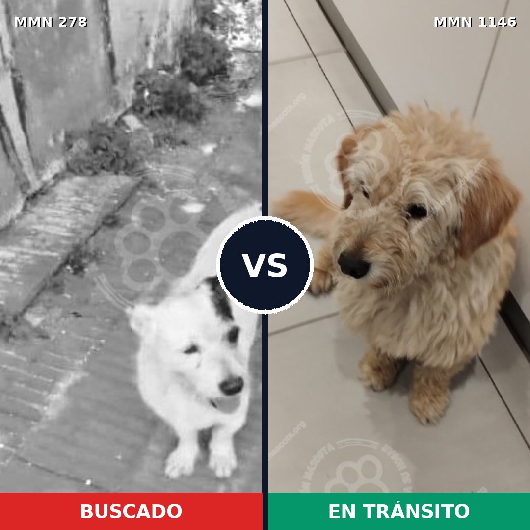 Comparativa MMS 16736: mascota perdida y mascota encontrada, 36% de similitud