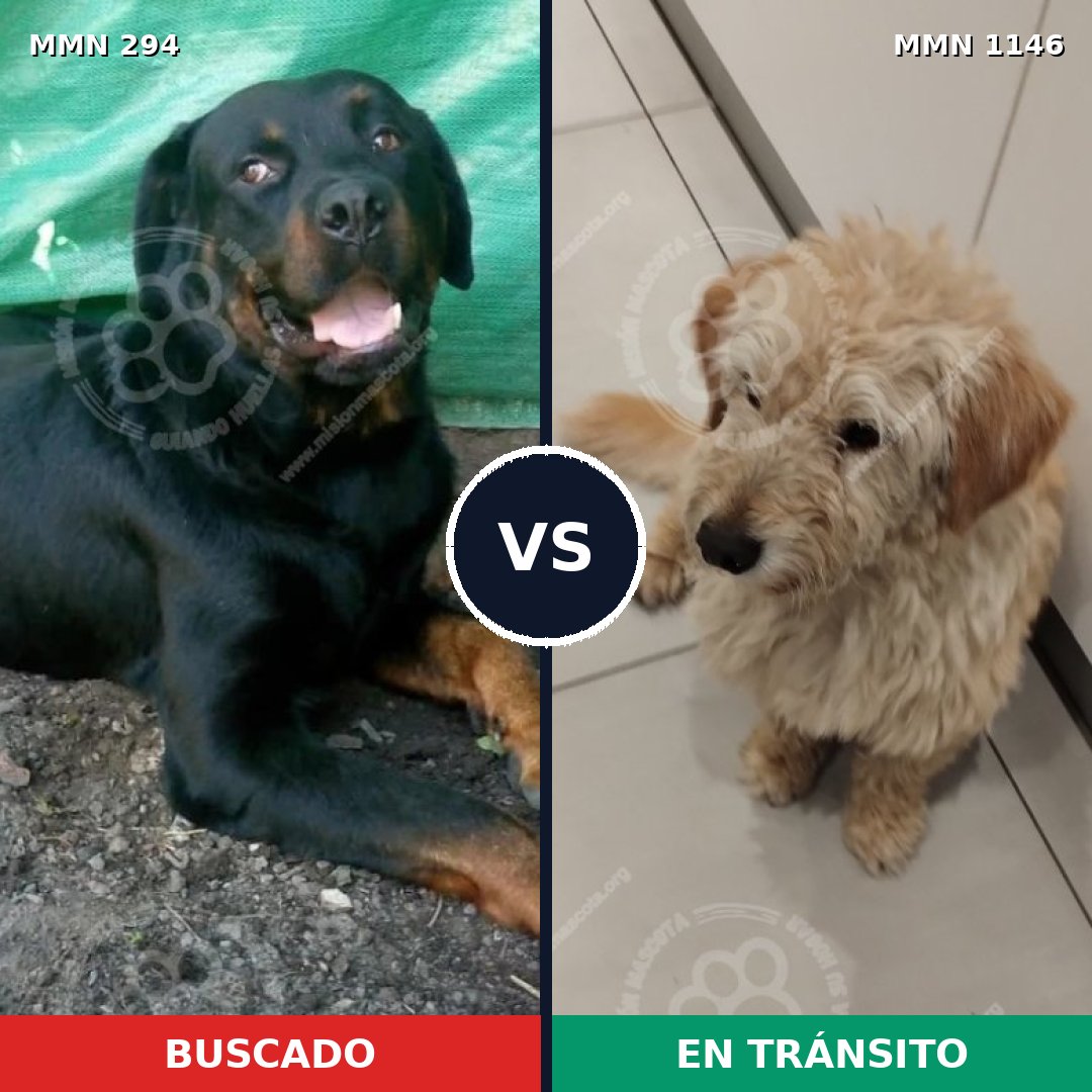 Comparativa MMS 16739: mascota perdida y mascota encontrada, 9% de similitud