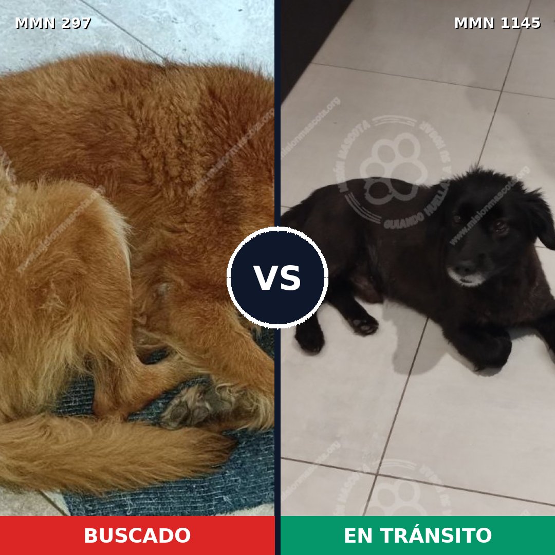Comparativa MMS 16741: mascota perdida y mascota encontrada, 60% de similitud