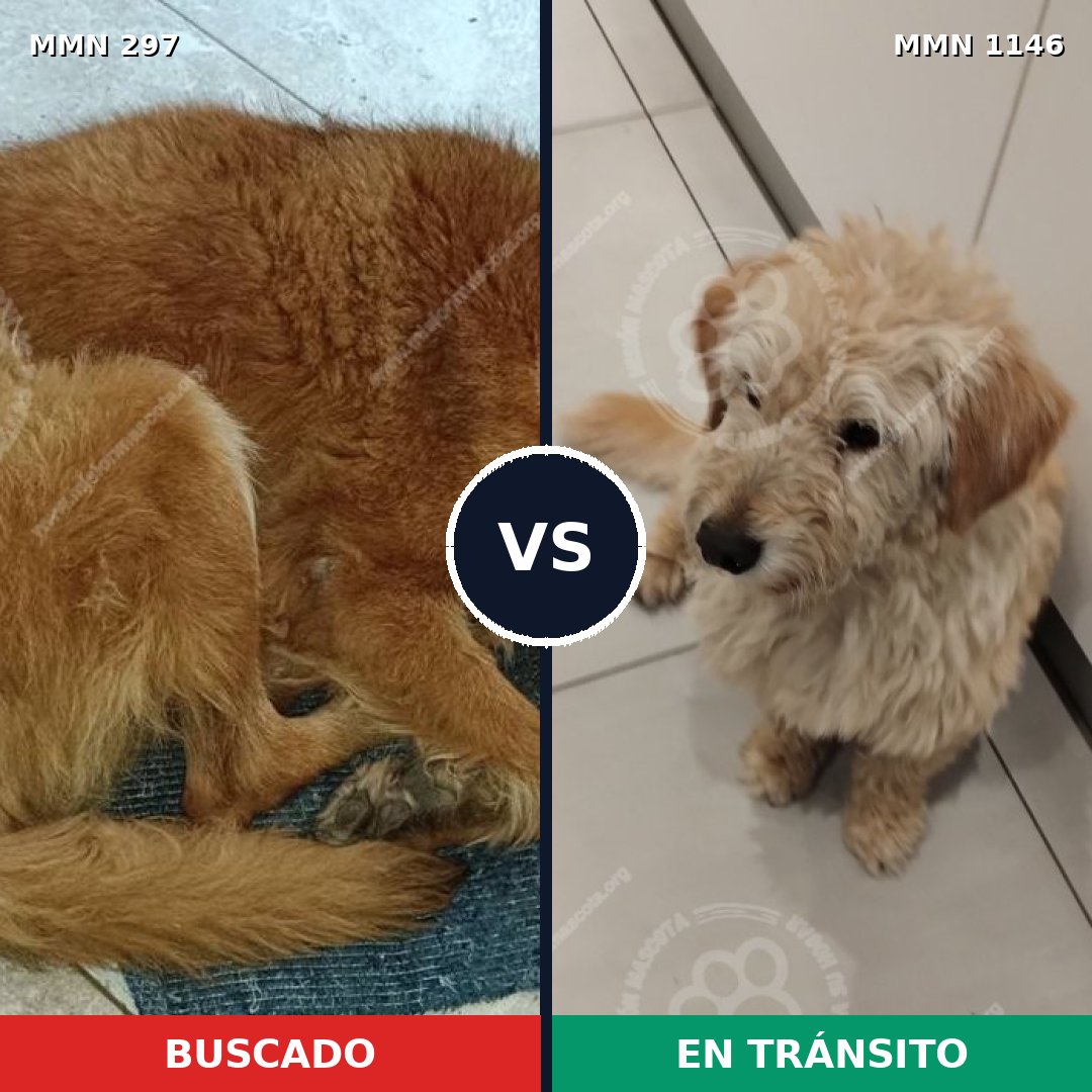 Comparativa MMS 16742: mascota perdida y mascota encontrada, 60% de similitud