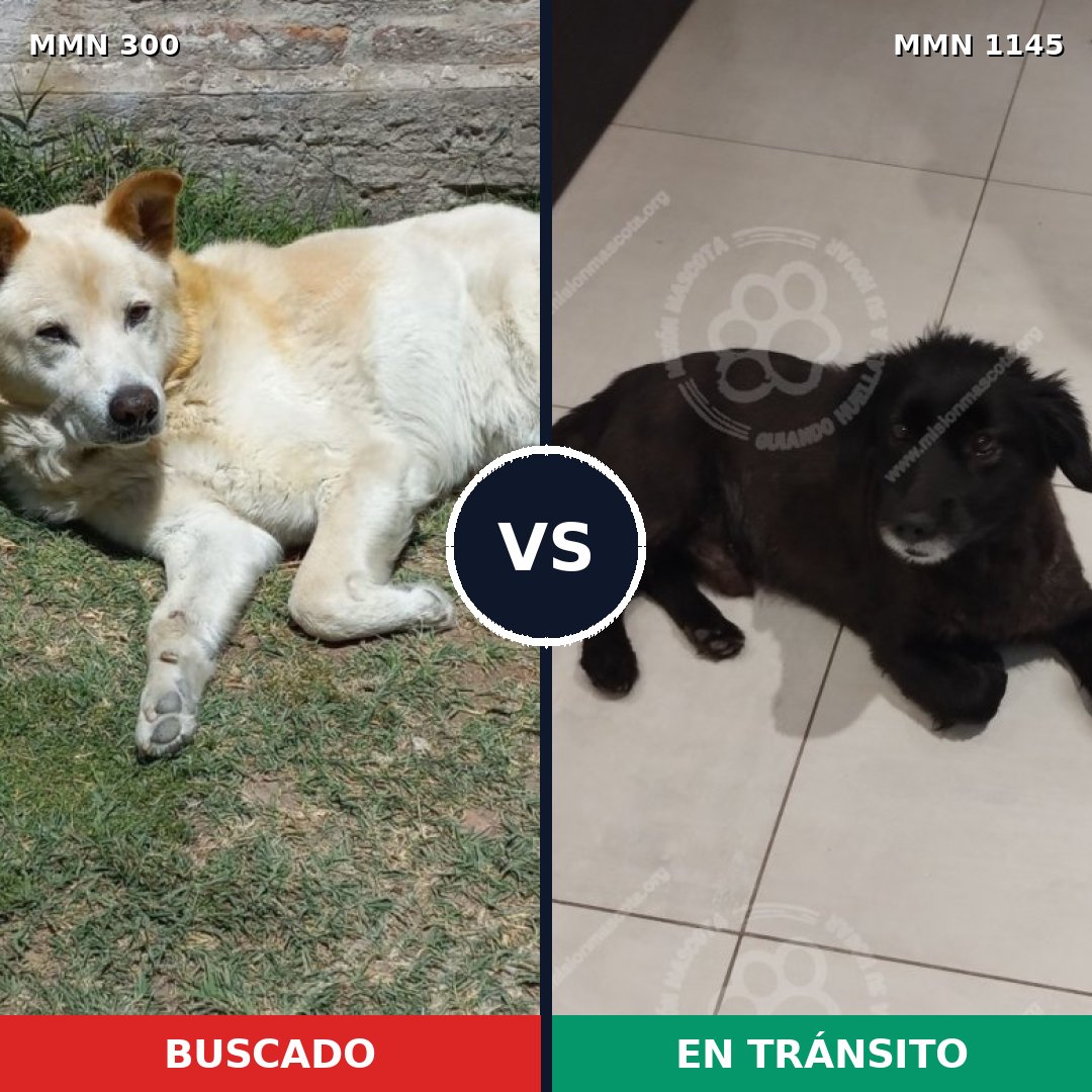 Comparativa MMS 16744: mascota perdida y mascota encontrada, 67% de similitud
