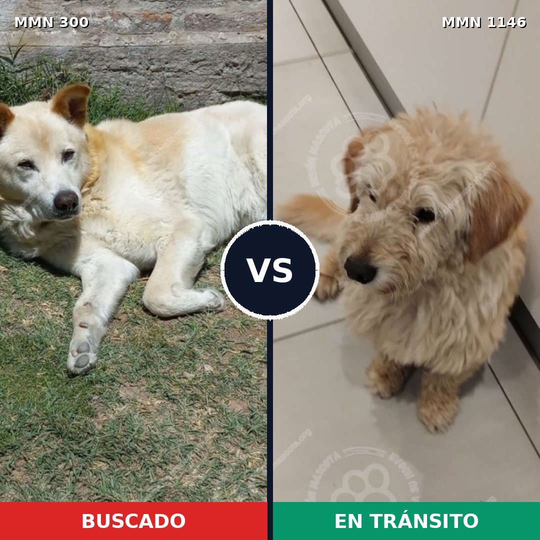 Comparativa MMS 16745: mascota perdida y mascota encontrada, 69% de similitud