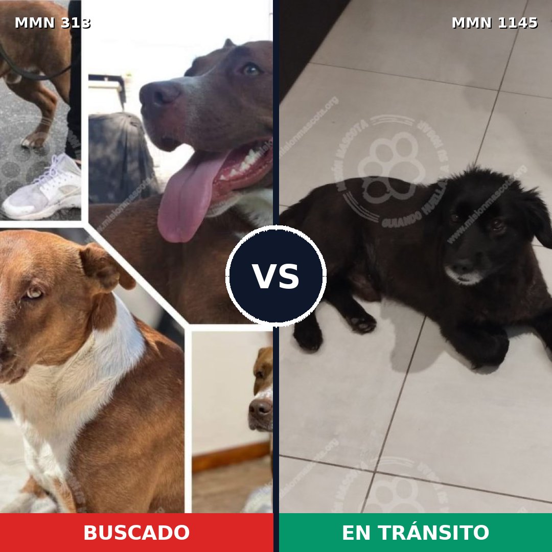 Comparativa MMS 16747: mascota perdida y mascota encontrada, 64% de similitud