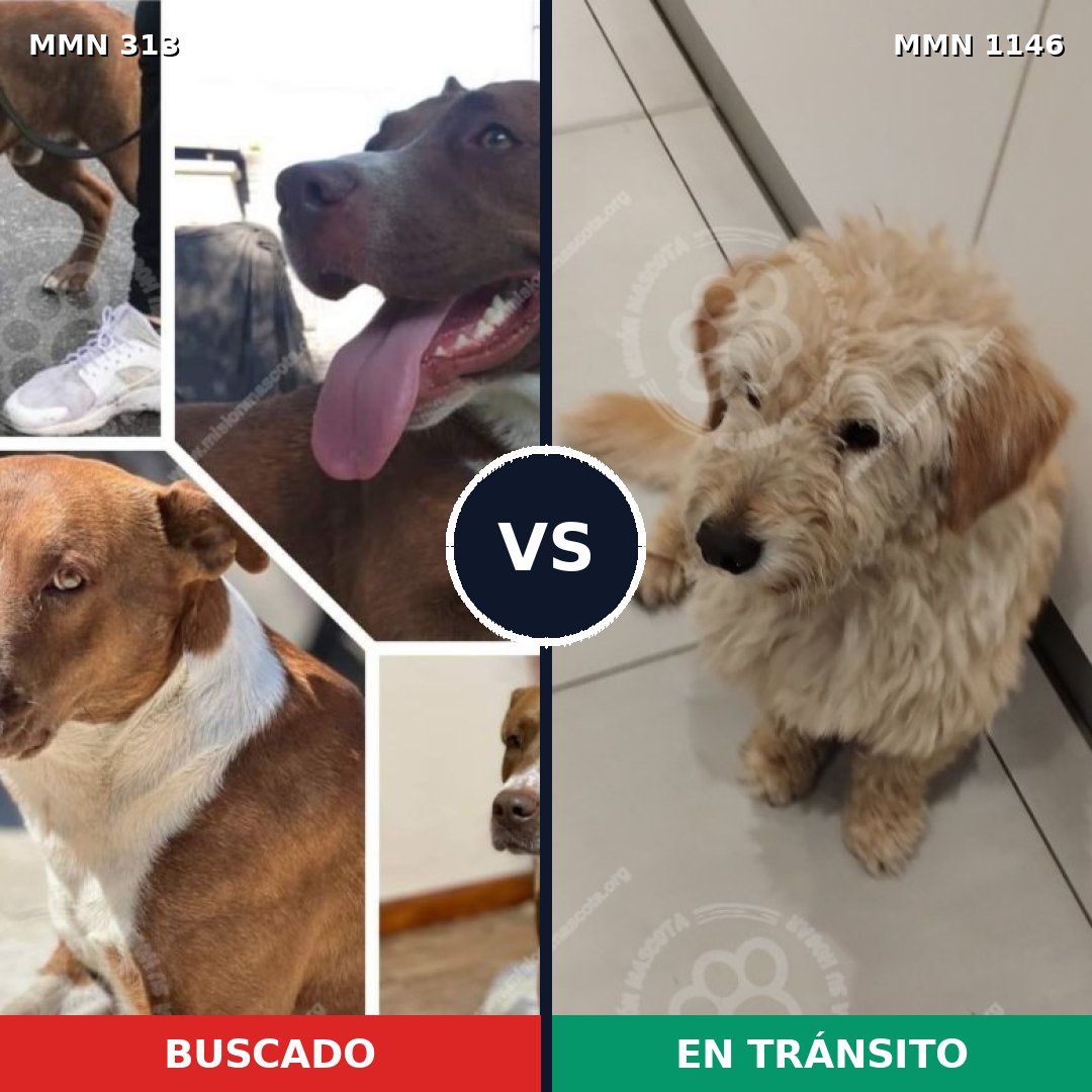 Comparativa MMS 16748: mascota perdida y mascota encontrada, 66% de similitud