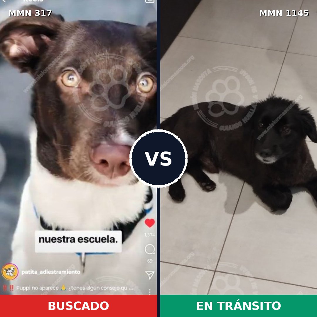 Comparativa MMS 16750: mascota perdida y mascota encontrada, 53% de similitud