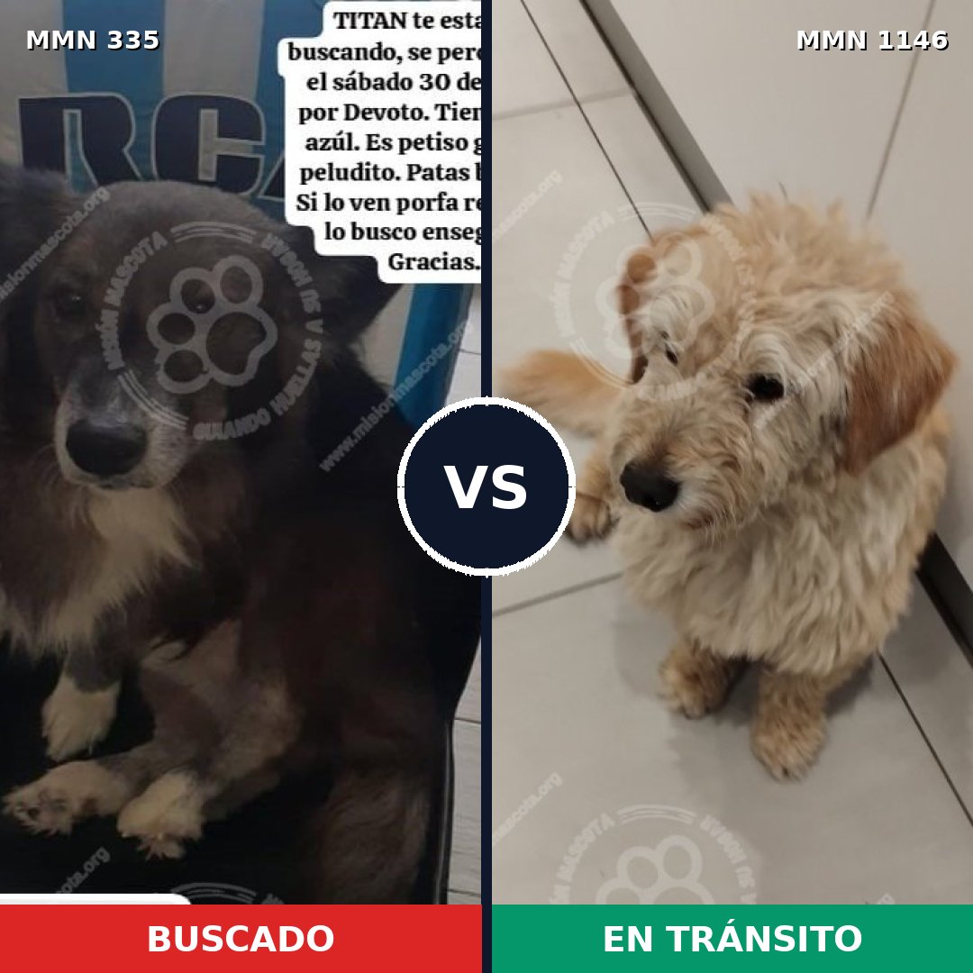 Comparativa MMS 16754: mascota perdida y mascota encontrada, 65% de similitud