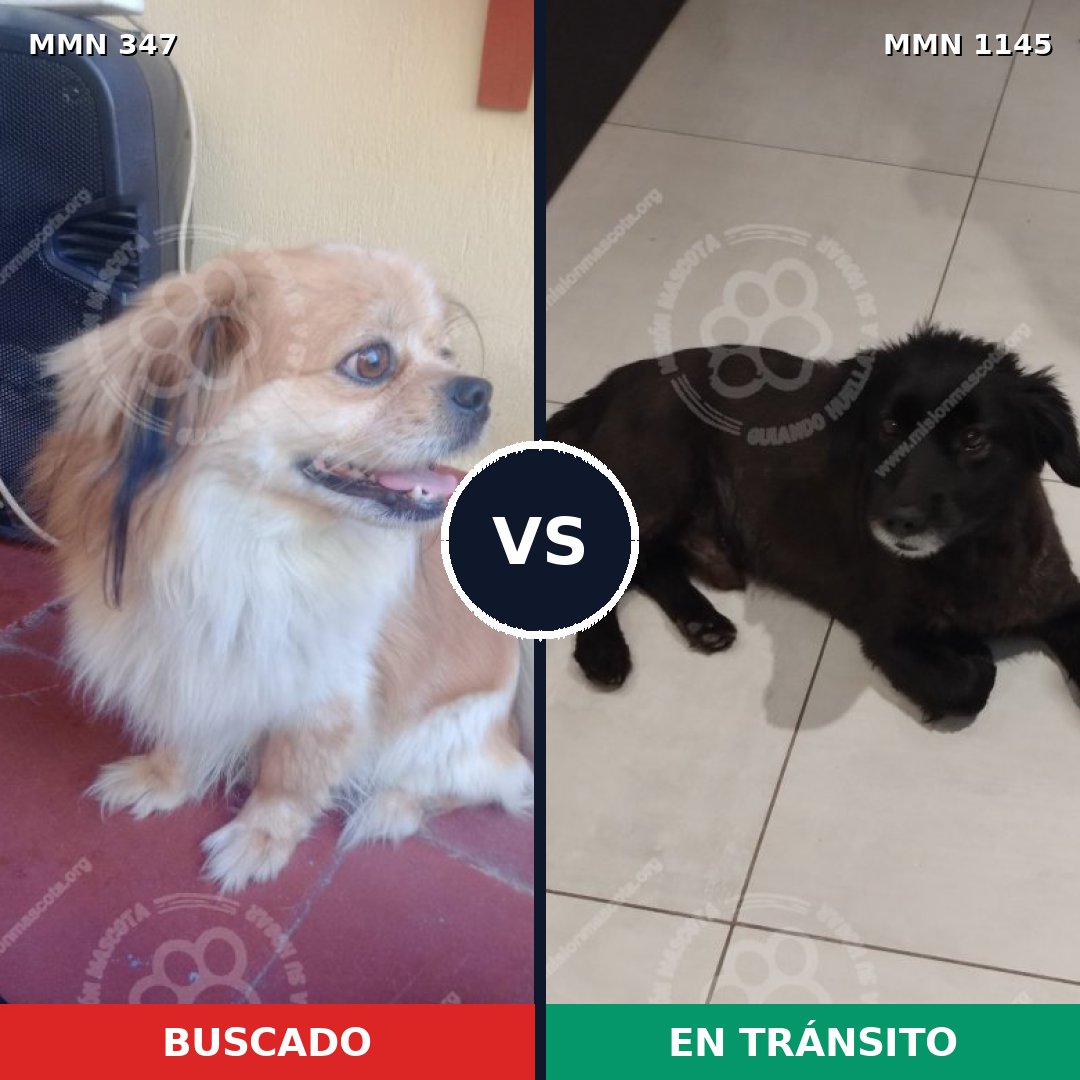 Comparativa MMS 16756: mascota perdida y mascota encontrada, 50% de similitud