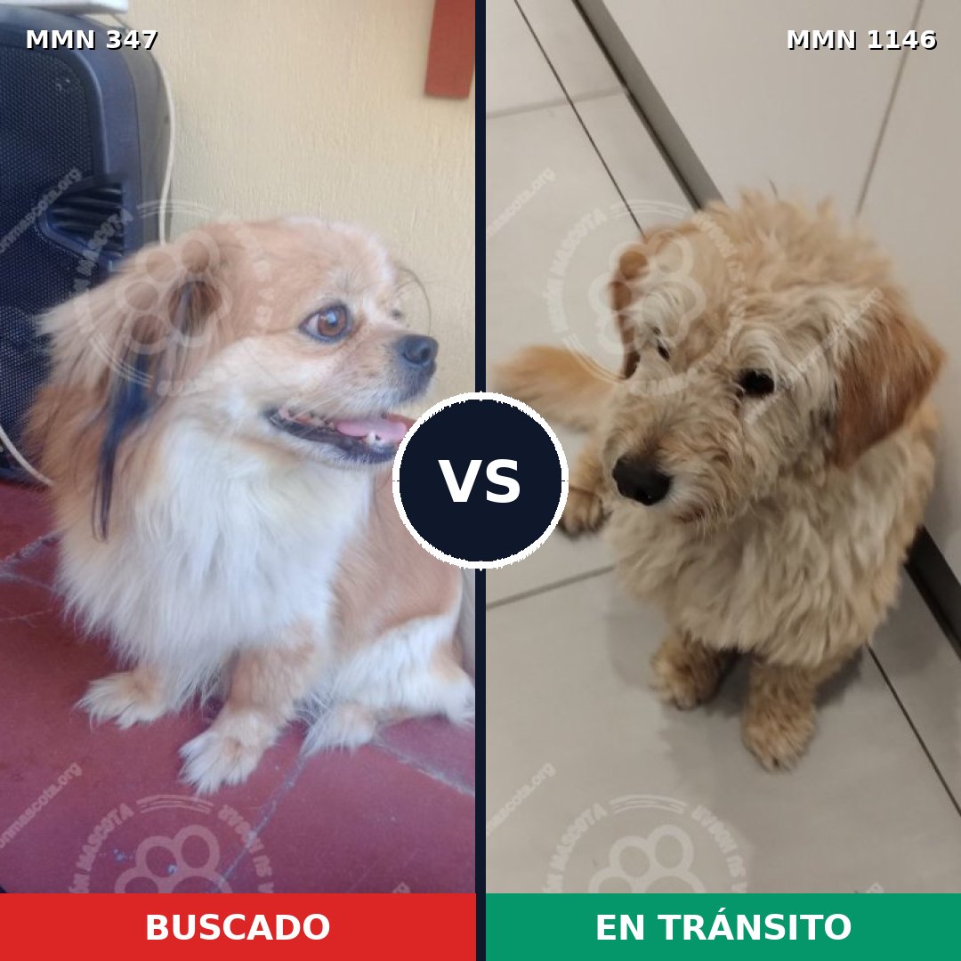 Comparativa MMS 16757: mascota perdida y mascota encontrada, 45% de similitud