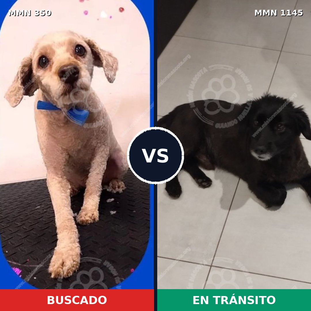 Comparativa MMS 16759: mascota perdida y mascota encontrada, 54% de similitud