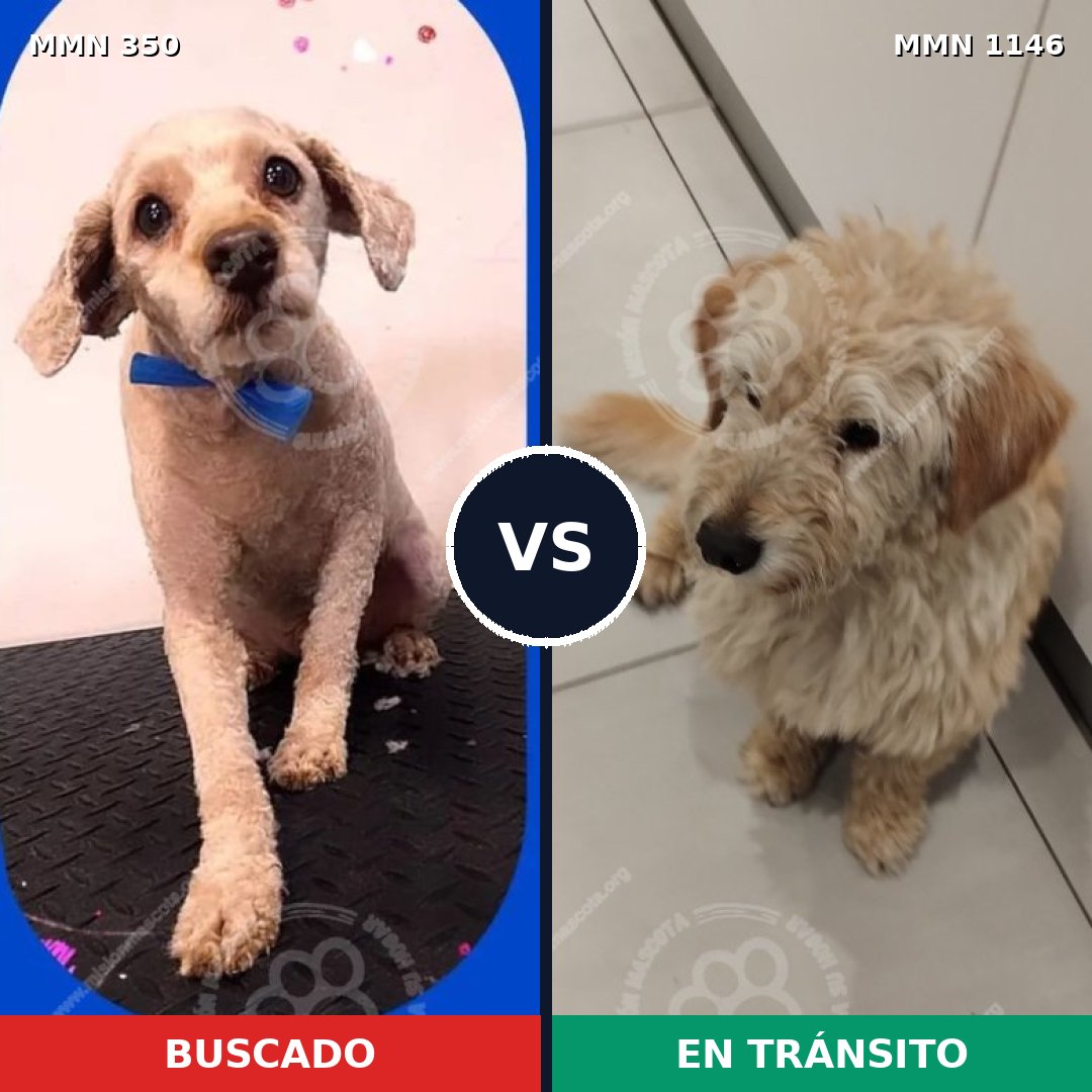 Comparativa MMS 16760: mascota perdida y mascota encontrada, 48% de similitud