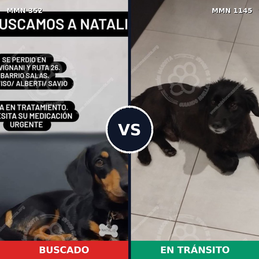 Comparativa MMS 16762: mascota perdida y mascota encontrada, 28% de similitud