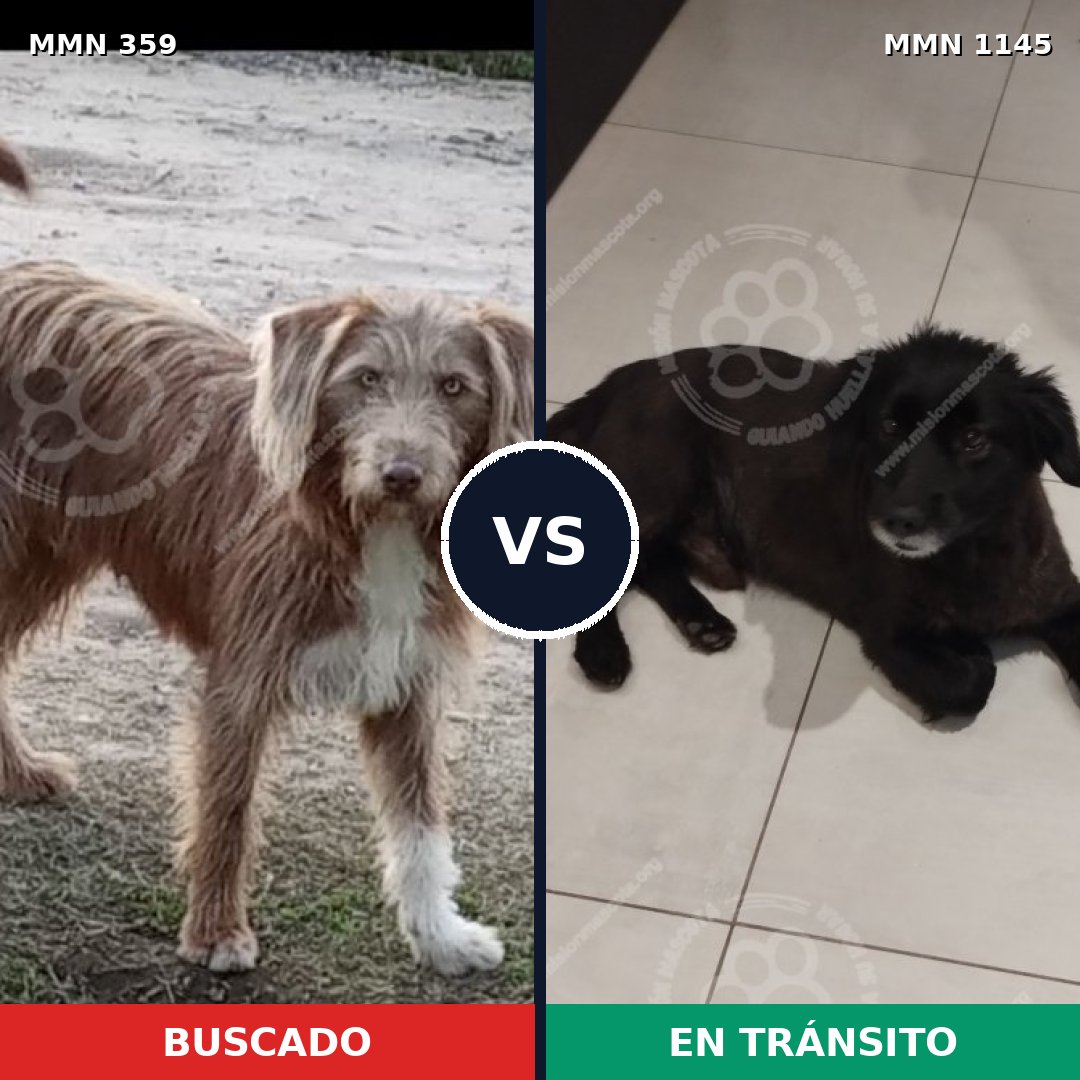 Comparativa MMS 16765: mascota perdida y mascota encontrada, 51% de similitud