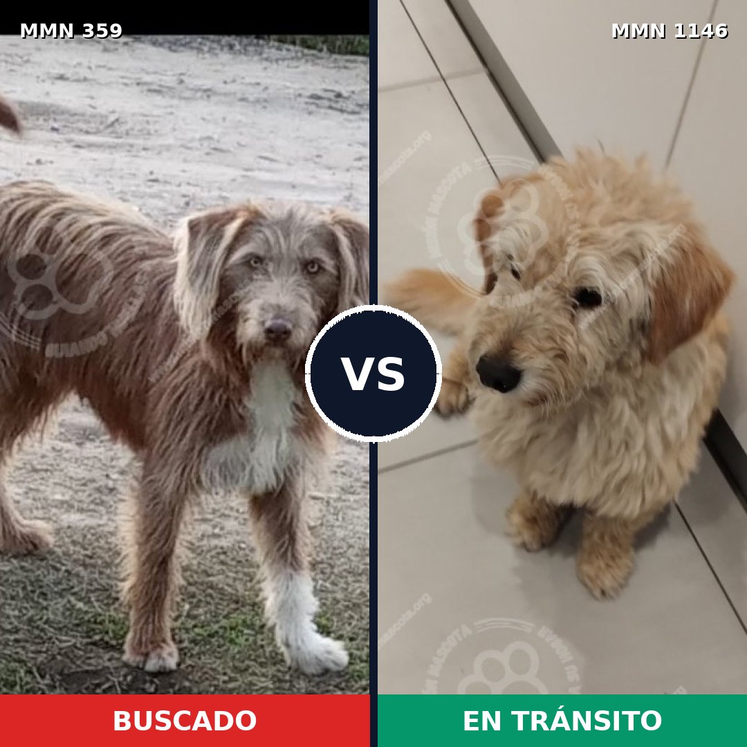 Comparativa MMS 16766: mascota perdida y mascota encontrada, 48% de similitud