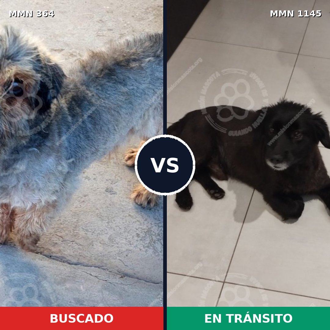Comparativa MMS 16768: mascota perdida y mascota encontrada, 50% de similitud
