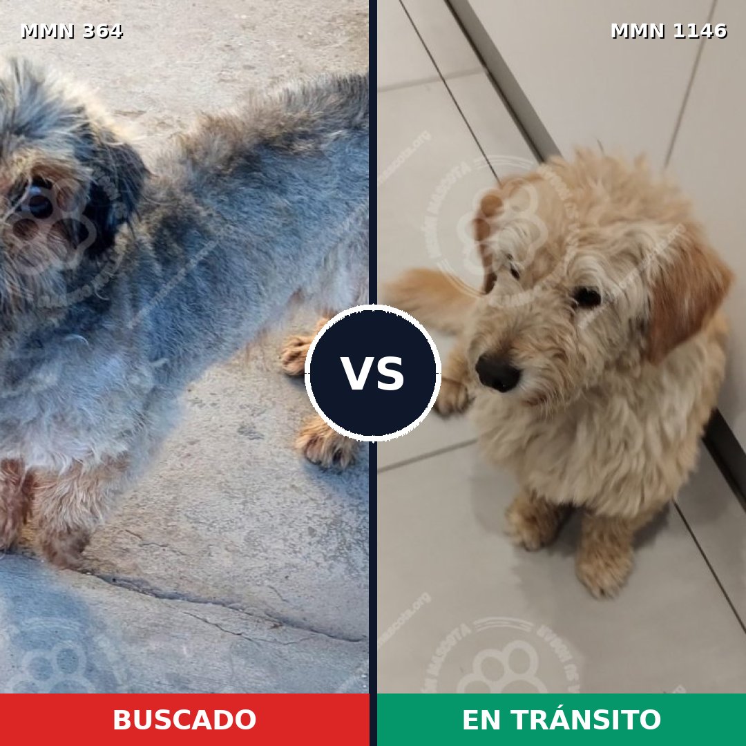 Comparativa MMS 16769: mascota perdida y mascota encontrada, 42% de similitud