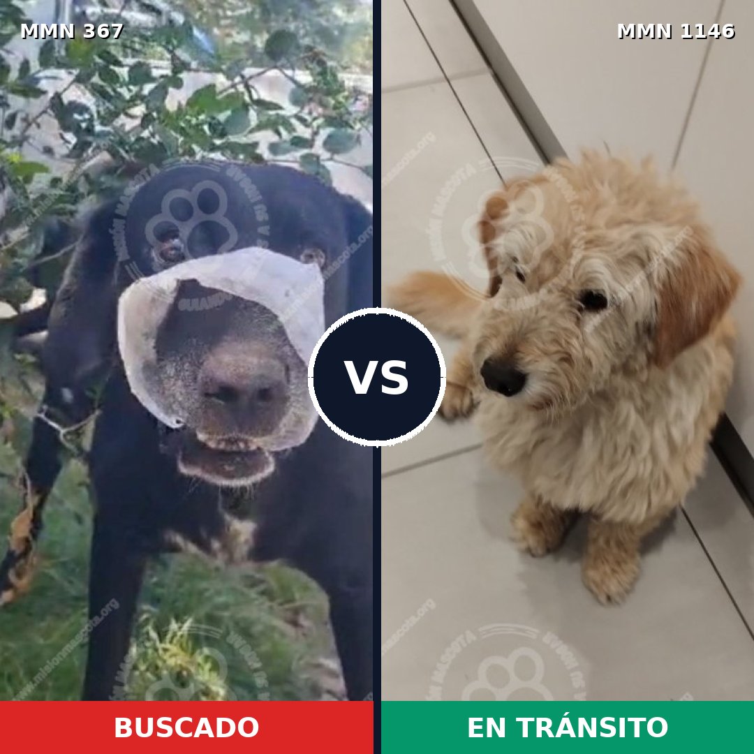 Comparativa MMS 16772: mascota perdida y mascota encontrada, 64% de similitud