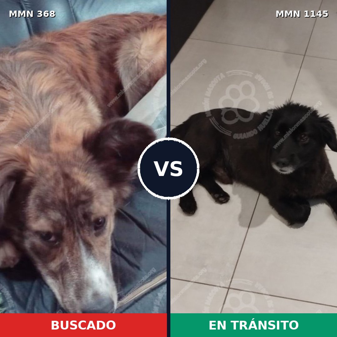 Comparativa MMS 16774: mascota perdida y mascota encontrada, 66% de similitud