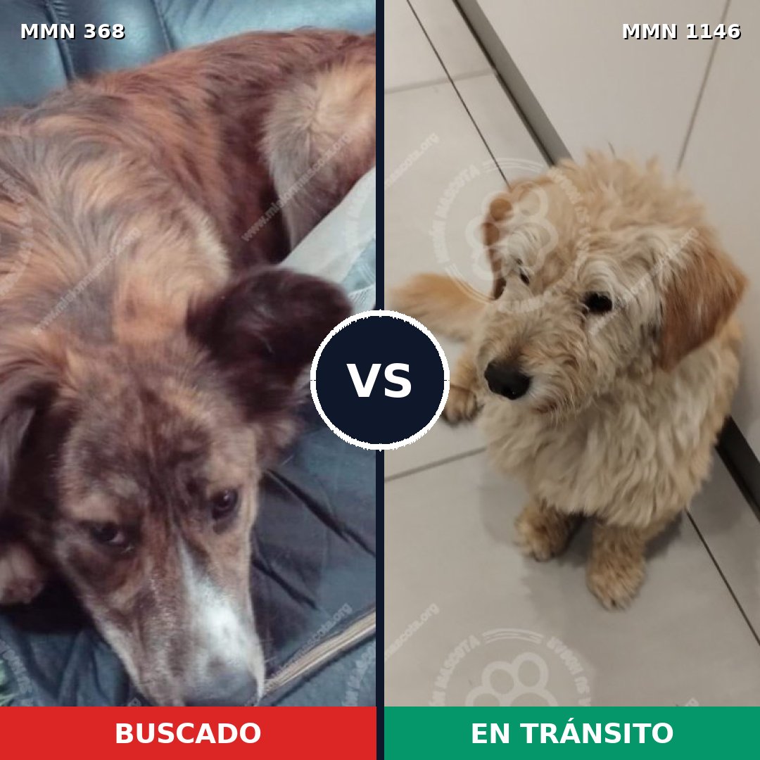 Comparativa MMS 16775: mascota perdida y mascota encontrada, 65% de similitud