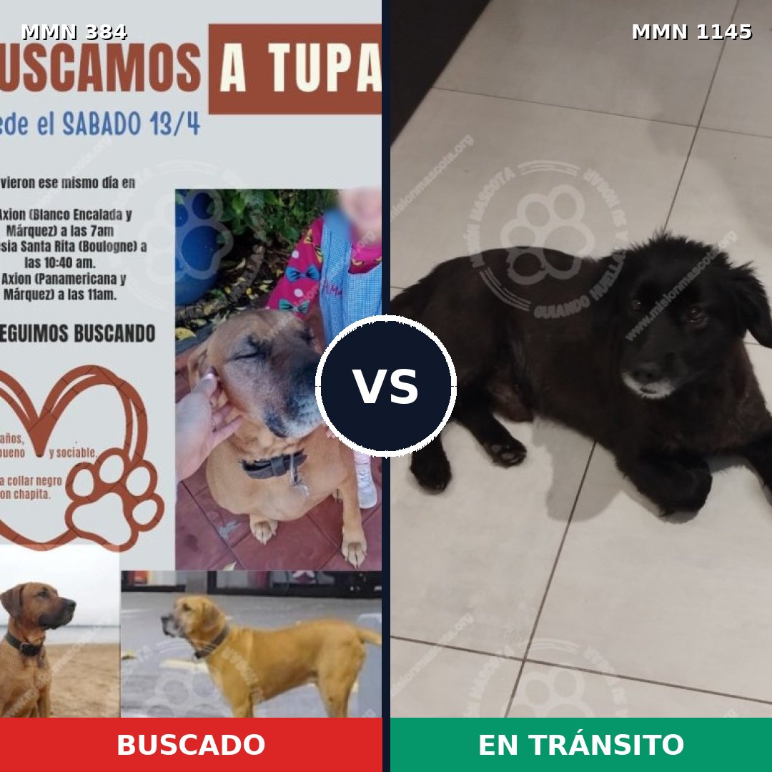 Comparativa MMS 16780: mascota perdida y mascota encontrada, 52% de similitud
