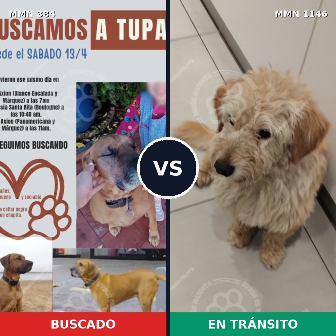 Comparativa MMS 16781: mascota perdida y mascota encontrada, 42% de similitud