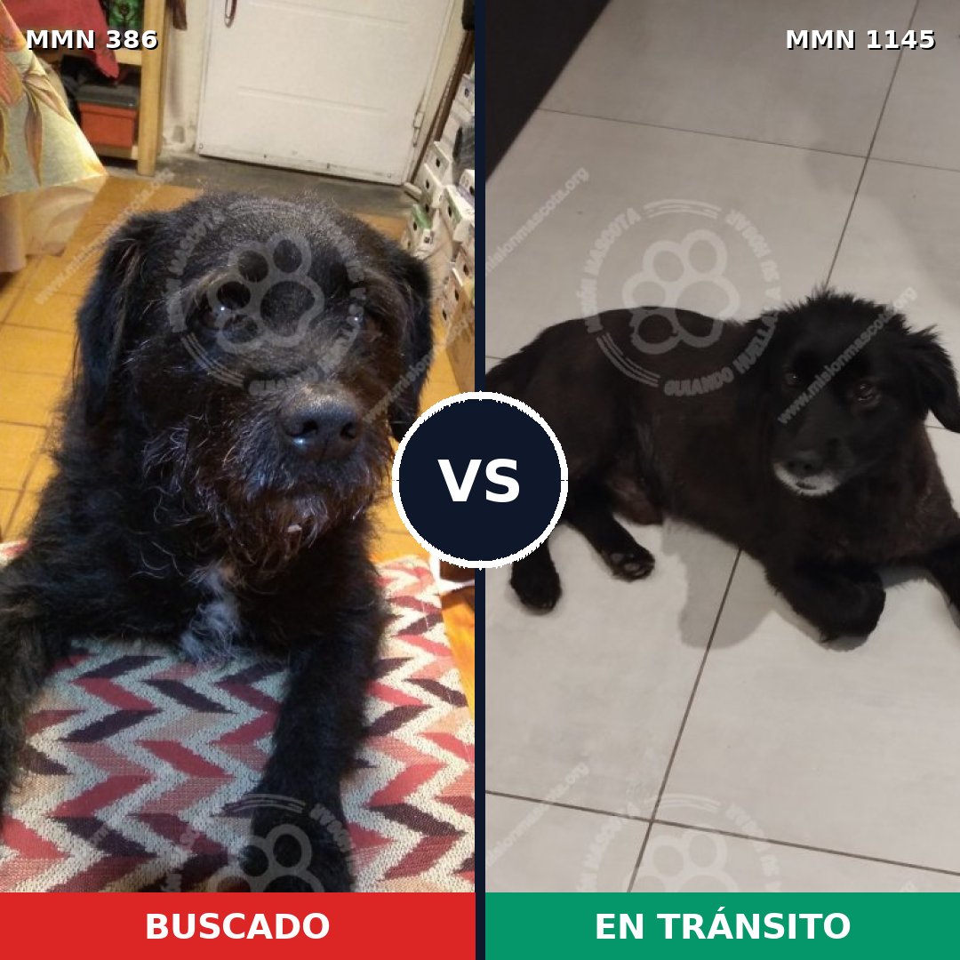 Comparativa MMS 16783: mascota perdida y mascota encontrada, 80% de similitud