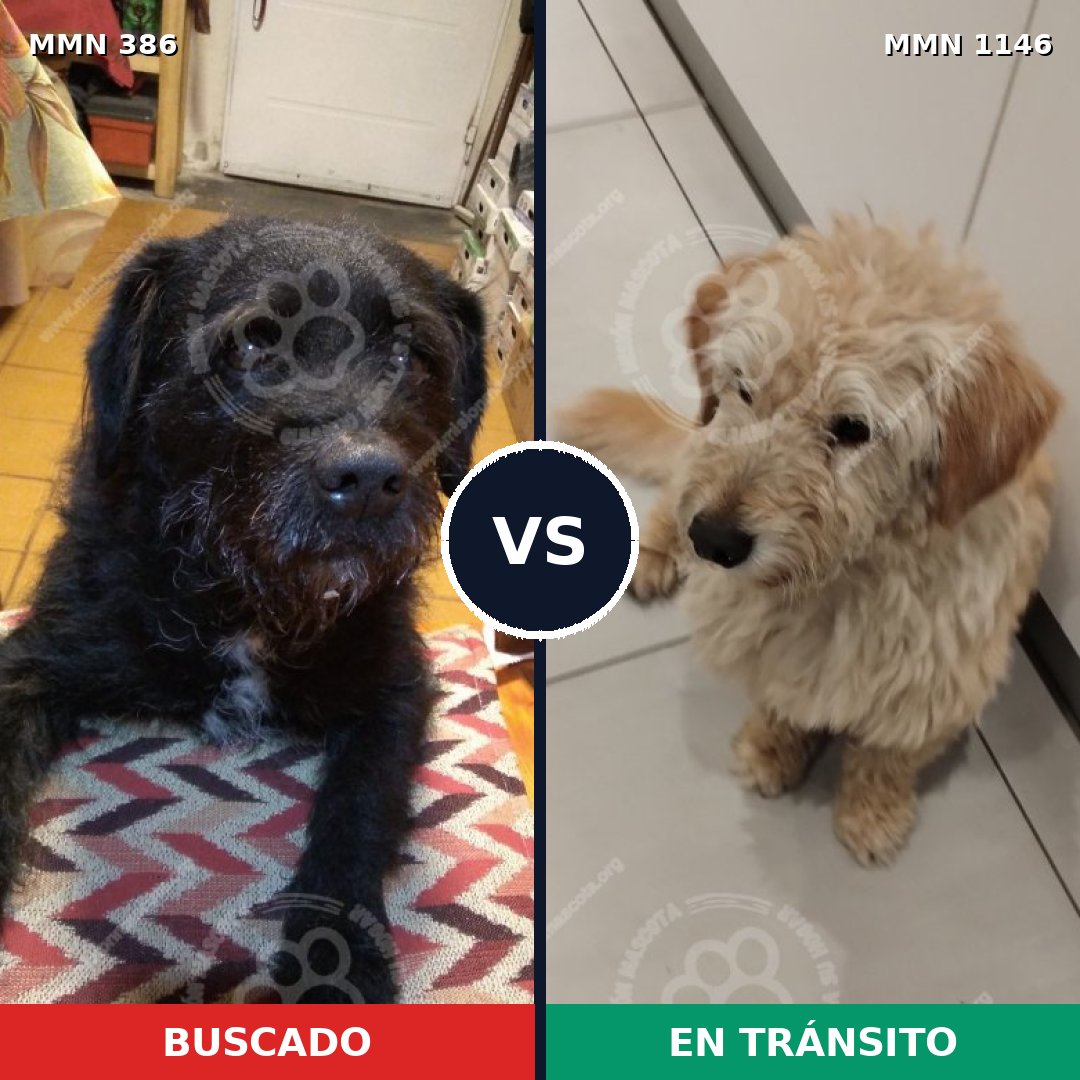 Comparativa MMS 16784: mascota perdida y mascota encontrada, 65% de similitud