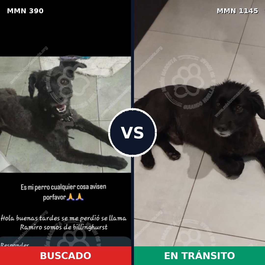 Comparativa MMS 16786: mascota perdida y mascota encontrada, 58% de similitud