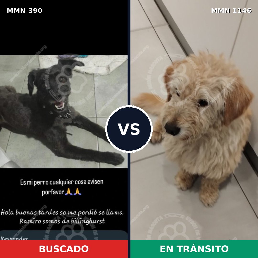 Comparativa MMS 16787: mascota perdida y mascota encontrada, 46% de similitud