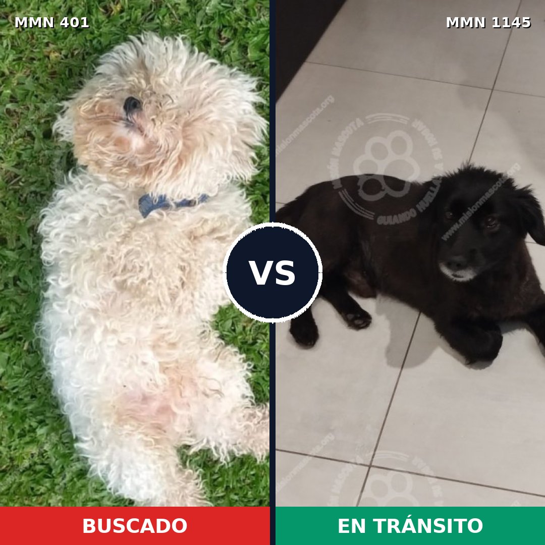 Comparativa MMS 16789: mascota perdida y mascota encontrada, 24% de similitud