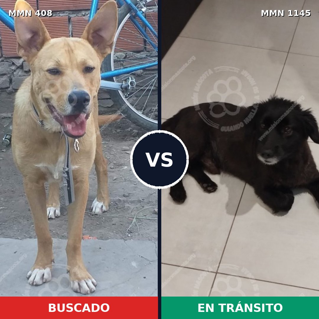 Comparativa MMS 16792: mascota perdida y mascota encontrada, 55% de similitud