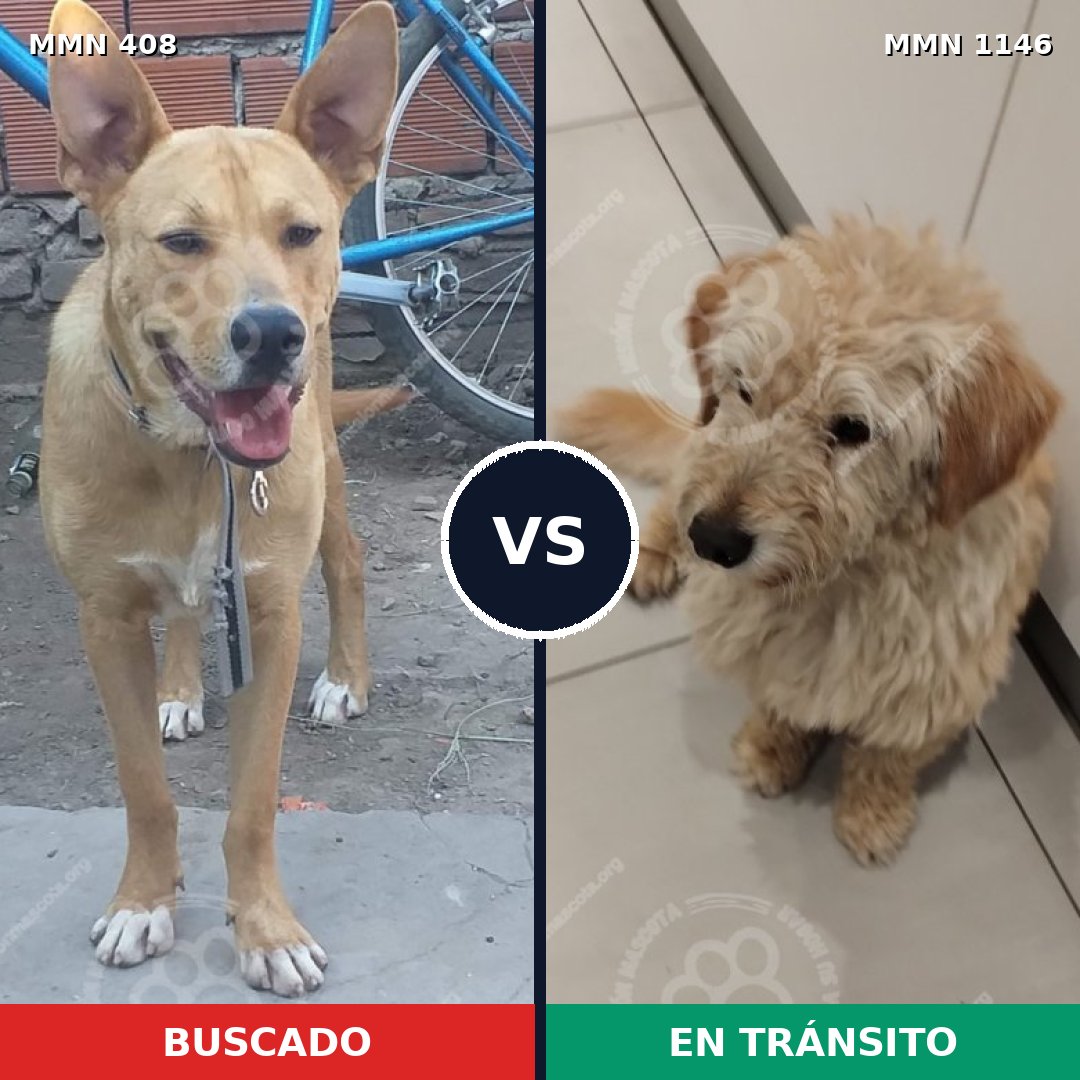 Comparativa MMS 16793: mascota perdida y mascota encontrada, 51% de similitud