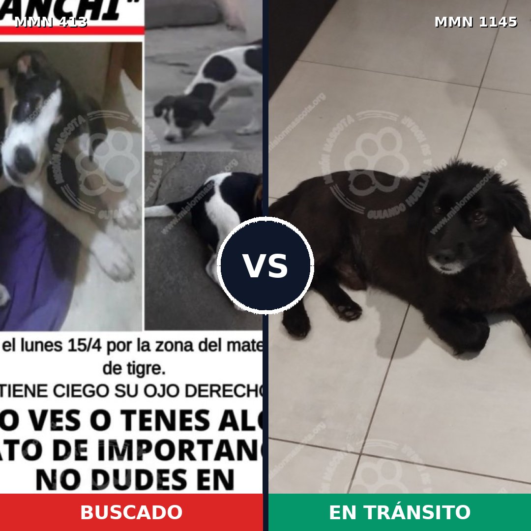Comparativa MMS 16795: mascota perdida y mascota encontrada, 58% de similitud