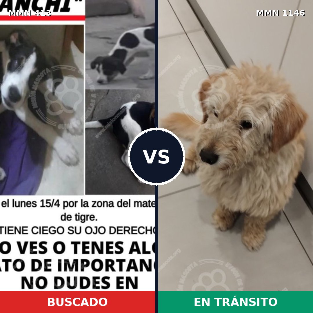 Comparativa MMS 16796: mascota perdida y mascota encontrada, 41% de similitud