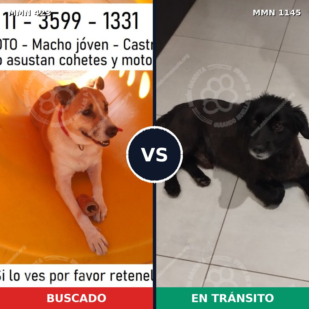 Comparativa MMS 16801: mascota perdida y mascota encontrada, 73% de similitud