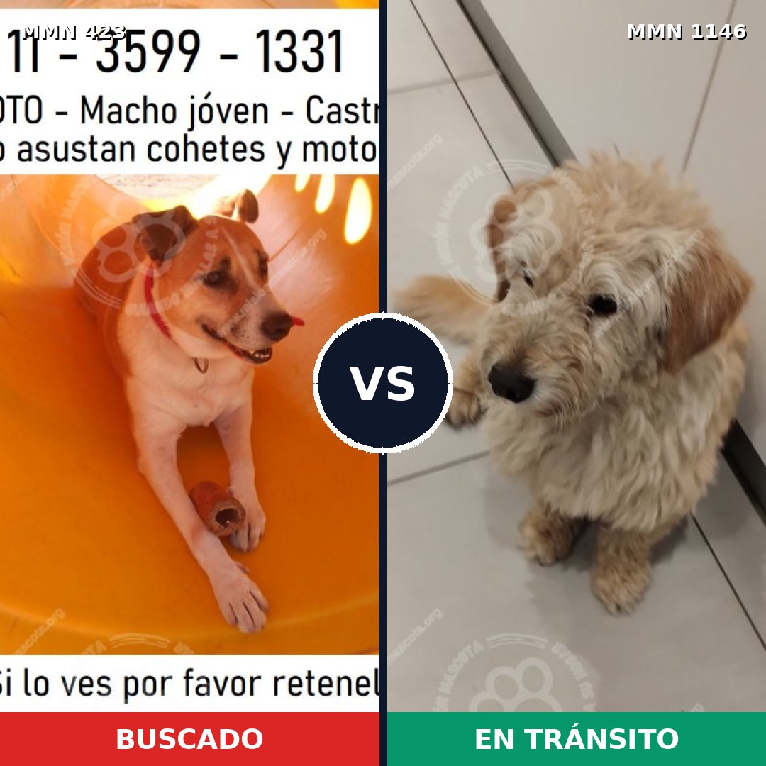 Comparativa MMS 16802: mascota perdida y mascota encontrada, 77% de similitud