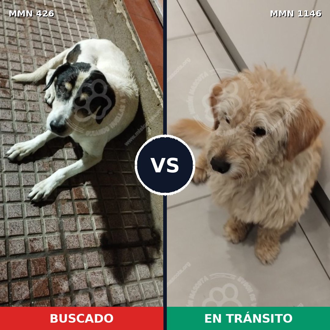 Comparativa MMS 16805: mascota perdida y mascota encontrada, 64% de similitud