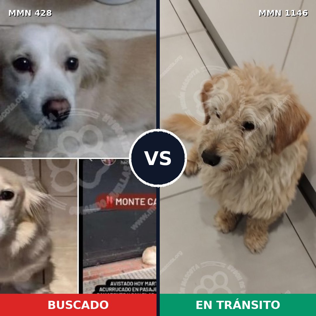 Comparativa MMS 16808: mascota perdida y mascota encontrada, 69% de similitud