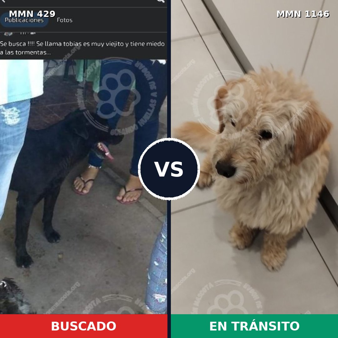 Comparativa MMS 16811: mascota perdida y mascota encontrada, 65% de similitud