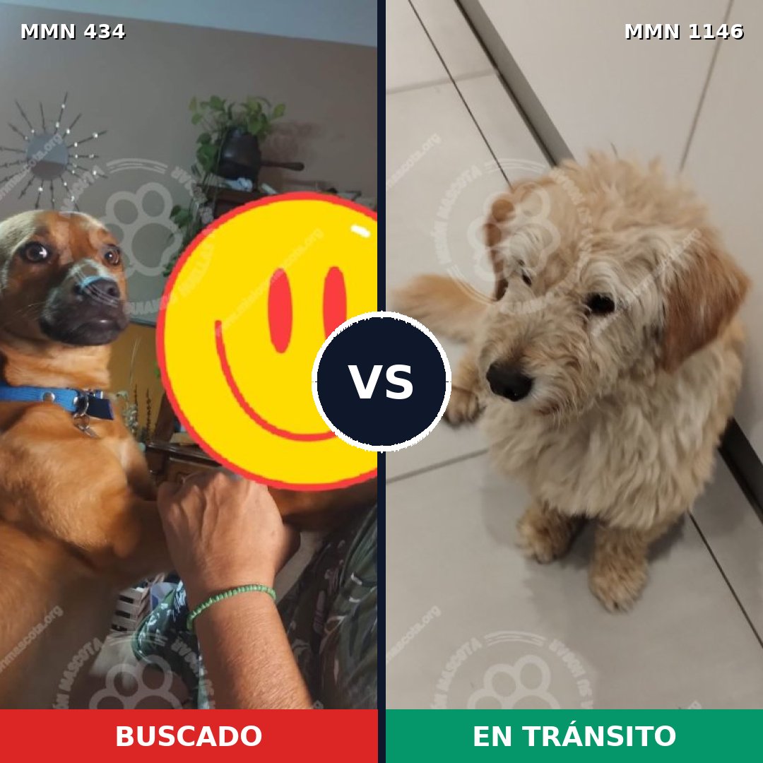 Comparativa MMS 16814: mascota perdida y mascota encontrada, 63% de similitud