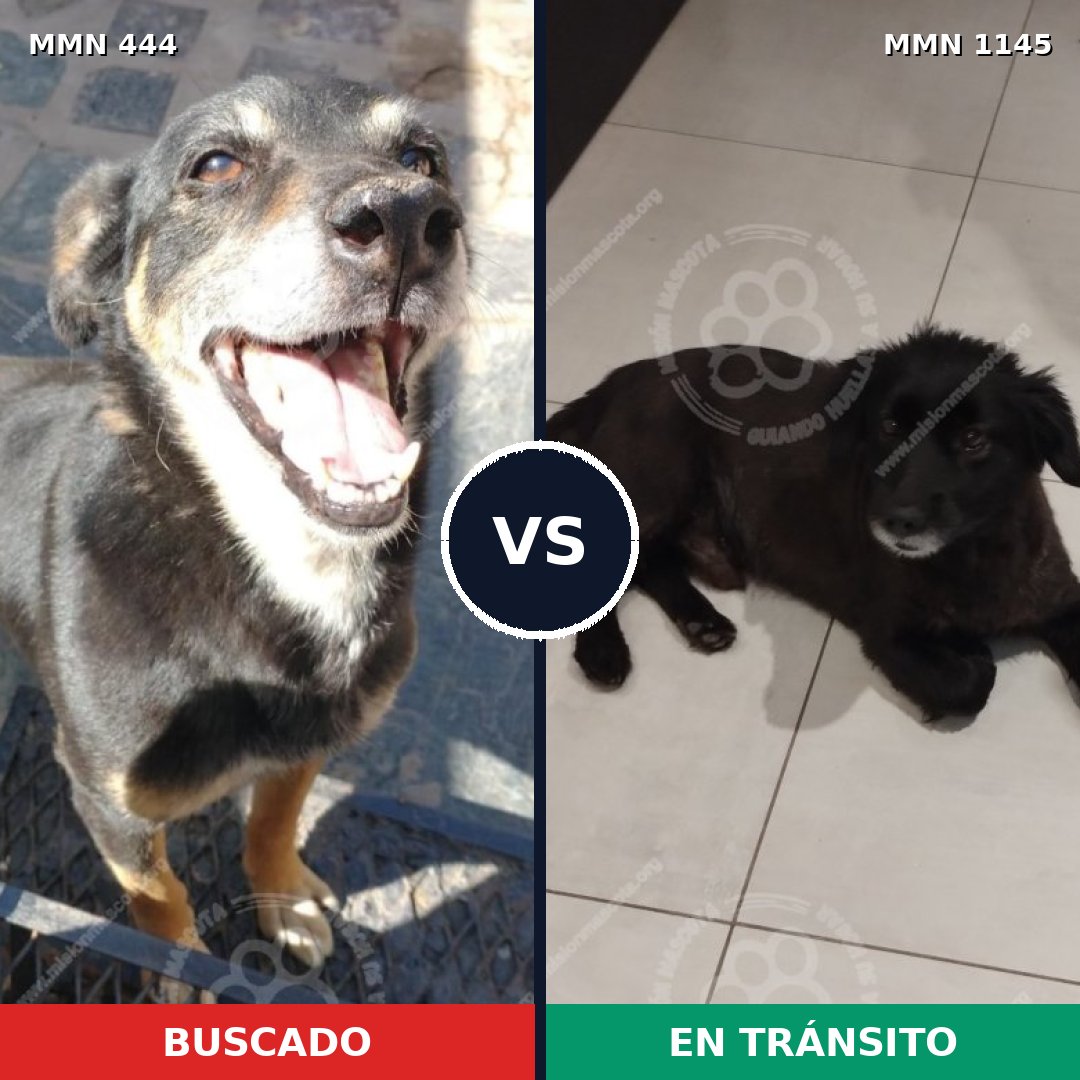 Comparativa MMS 16816: mascota perdida y mascota encontrada, 61% de similitud