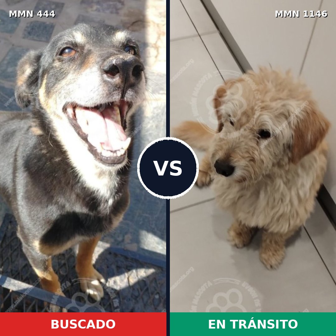 Comparativa MMS 16817: mascota perdida y mascota encontrada, 55% de similitud
