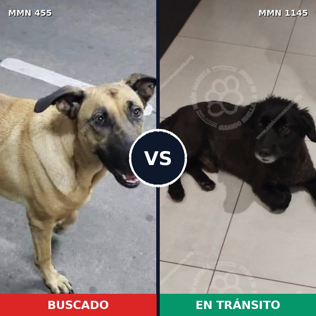 Comparativa MMS 16819: mascota perdida y mascota encontrada, 68% de similitud