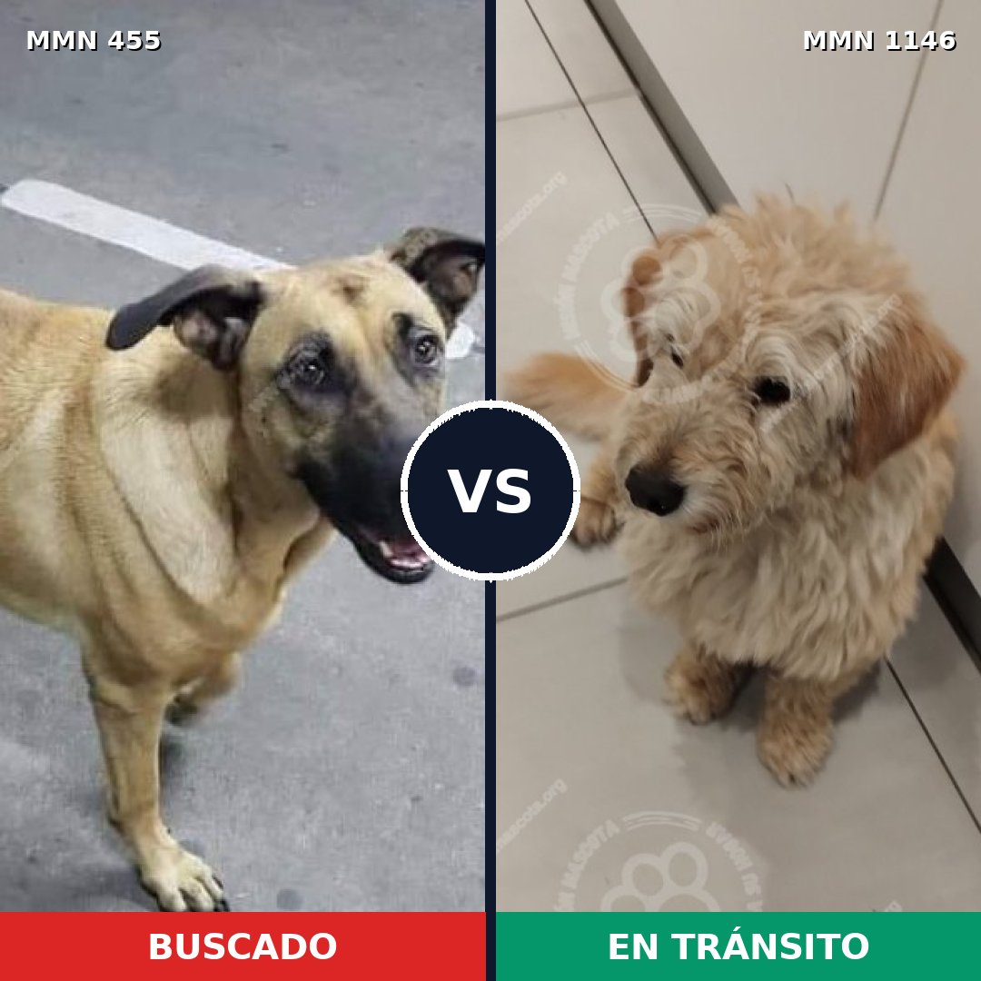 Comparativa MMS 16820: mascota perdida y mascota encontrada, 84% de similitud