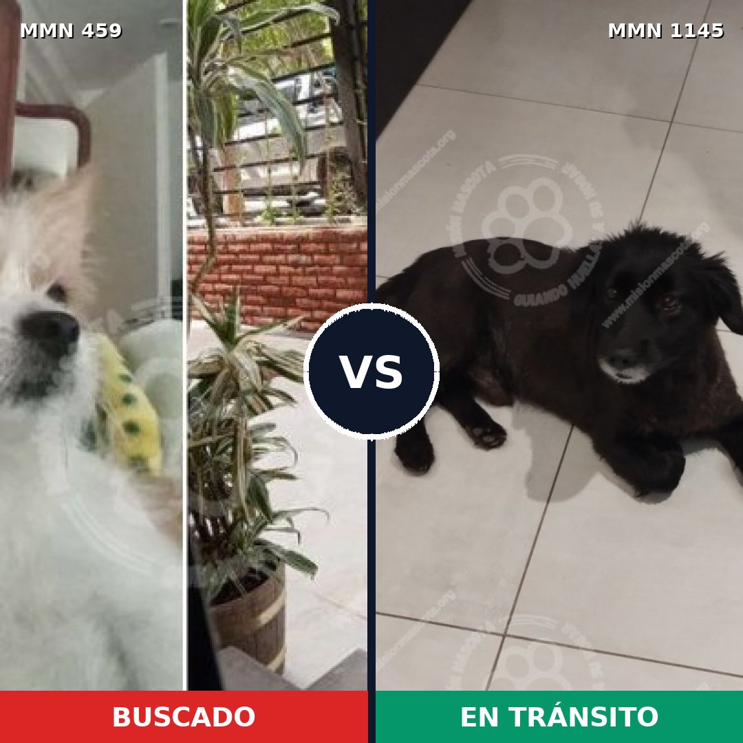 Comparativa MMS 16825: mascota perdida y mascota encontrada, 54% de similitud