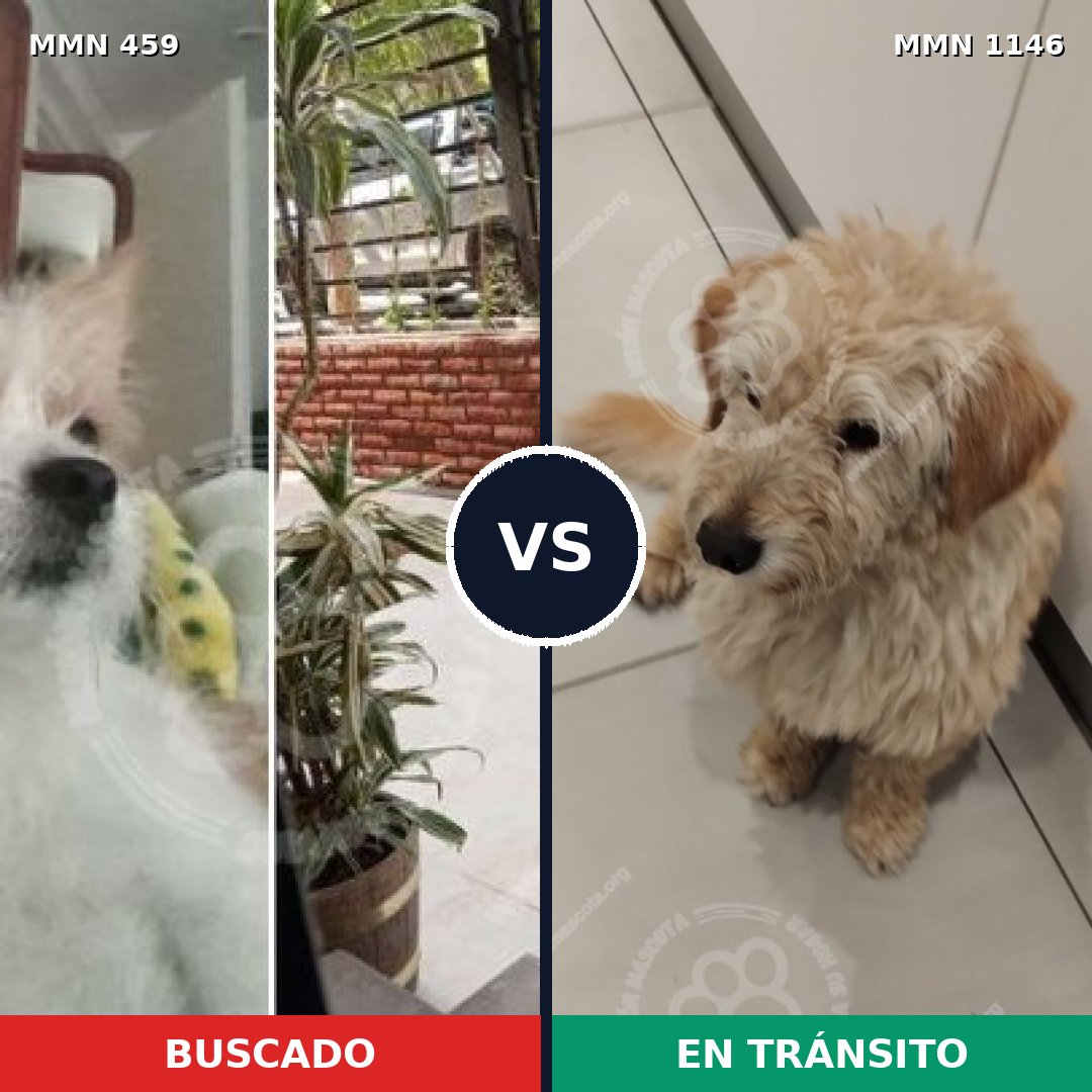 Comparativa MMS 16826: mascota perdida y mascota encontrada, 47% de similitud