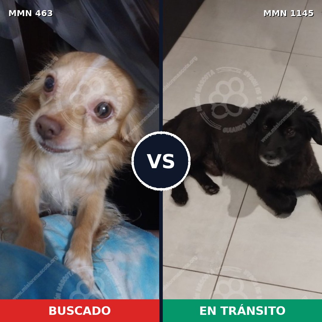 Comparativa MMS 16828: mascota perdida y mascota encontrada, 25% de similitud