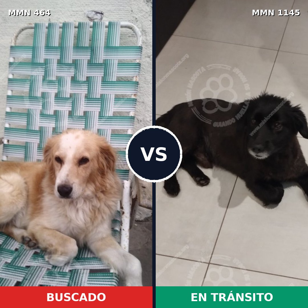 Comparativa MMS 16831: mascota perdida y mascota encontrada, 66% de similitud