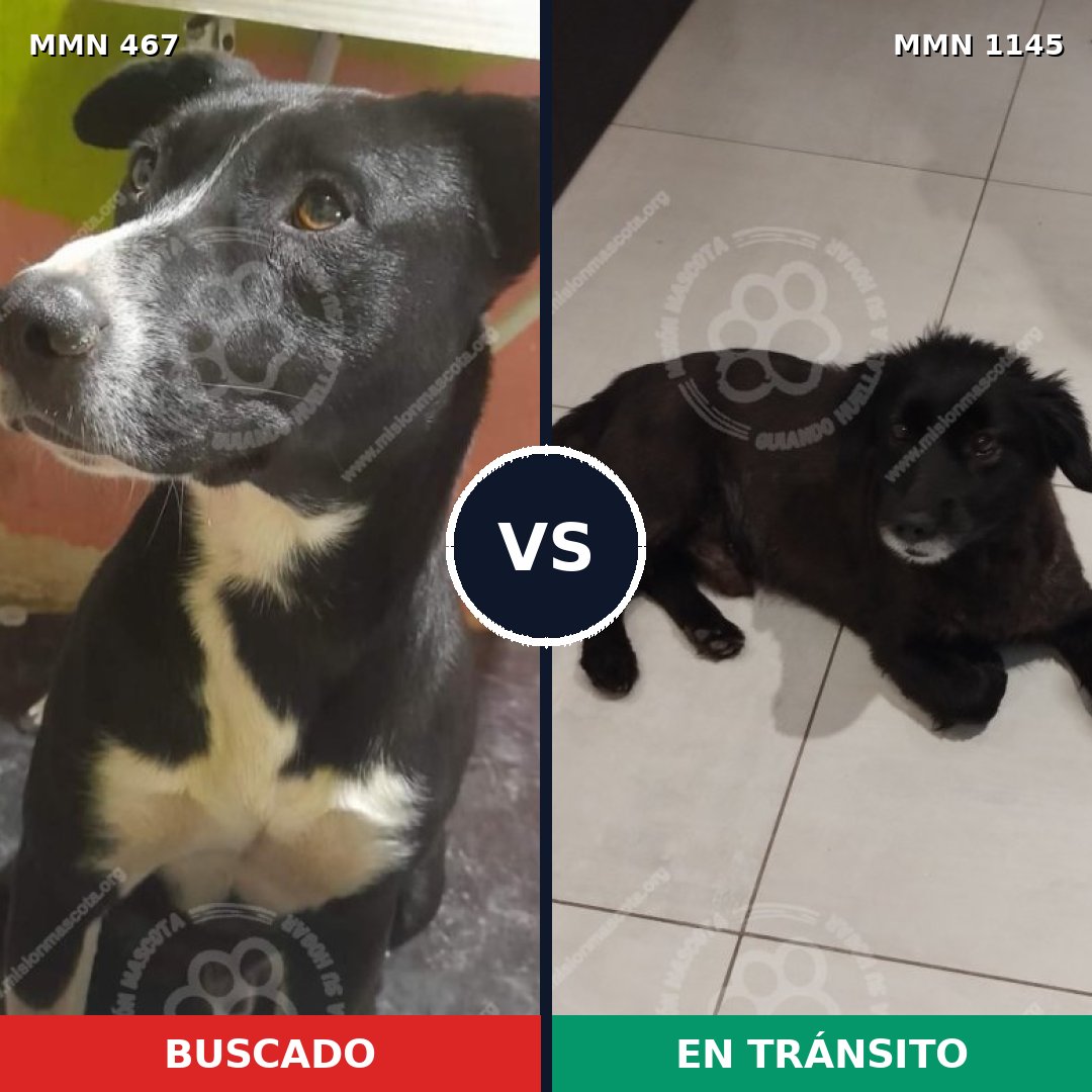 Comparativa MMS 16834: mascota perdida y mascota encontrada, 88% de similitud