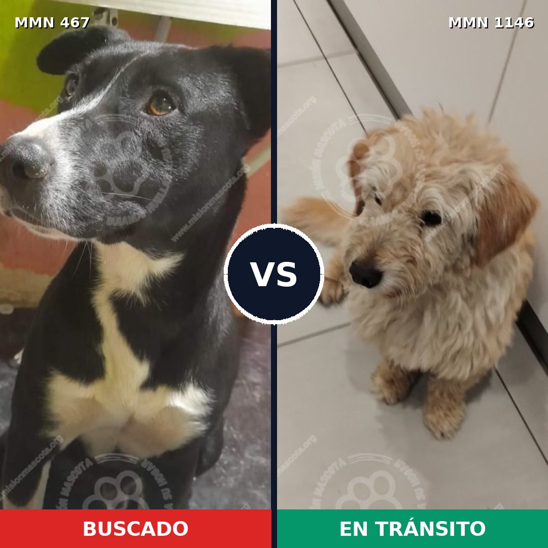 Comparativa MMS 16835: mascota perdida y mascota encontrada, 64% de similitud
